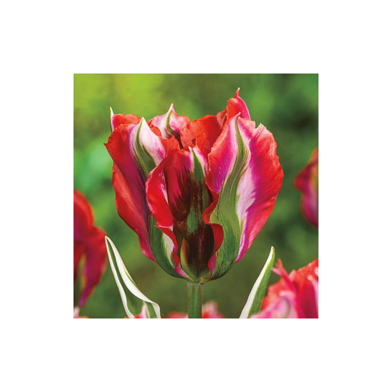 Tulipa Esperanto Eszperantó Tulipán