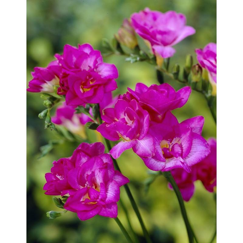 Frézia Dupla Pink