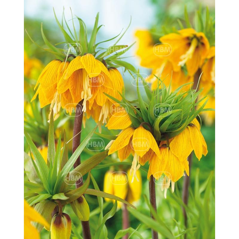 Császárkorona csíkos Fritillaria Imperialis Striped Beauty