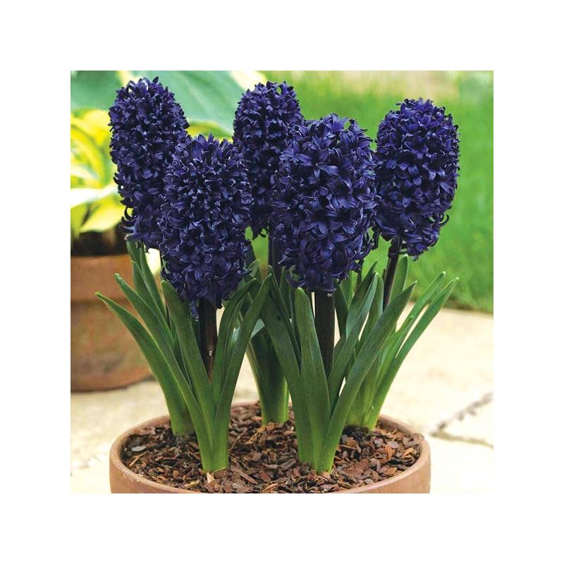 Jácint sötét lila (Hyacinthus Blue Saphireí)