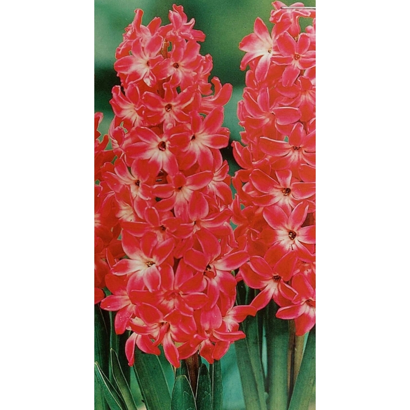 Hyacinthus Red Magic