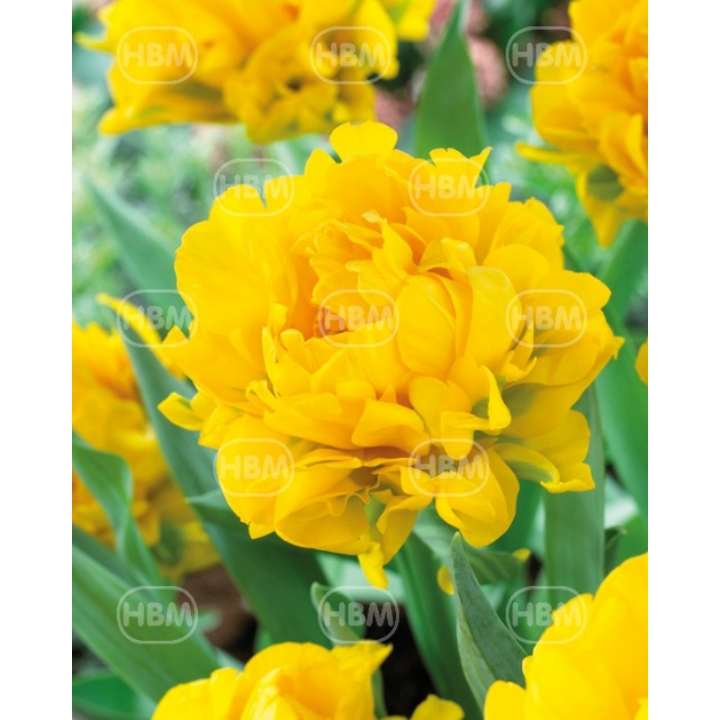 Tulipa Monte Peony-Peónia típusú, telt virágú sárga tulipán