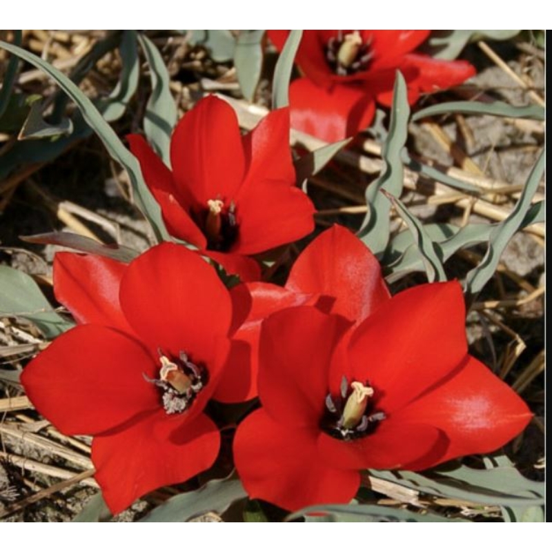 Tulipa Red Hunter Tulipán Vörös Vadász