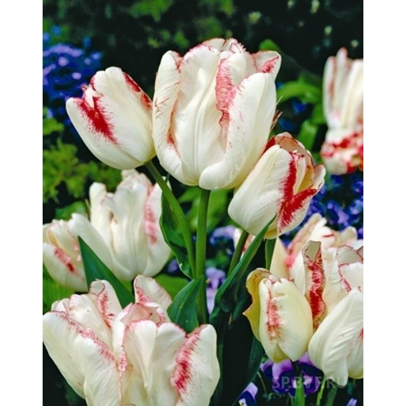 Tulipán Toucan