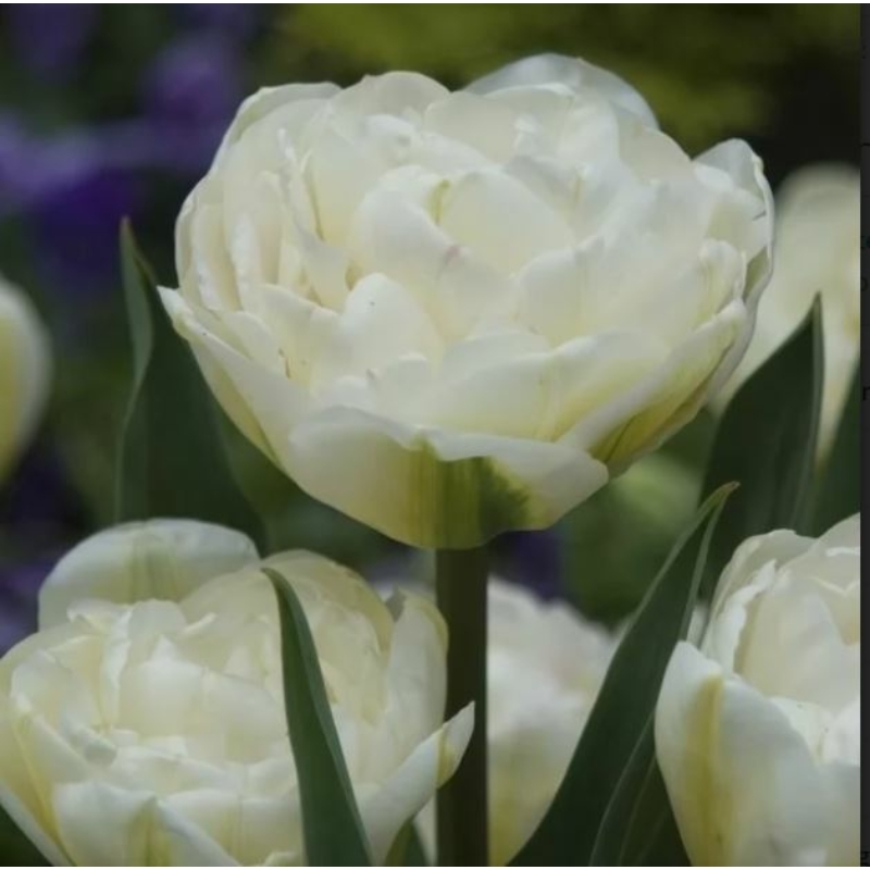 Tulipán Up White-Fehér, telt virágú tulipán